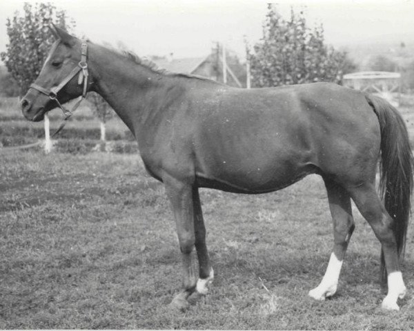 broodmare Nepreklonnaja 1956 ox (Arabian thoroughbred, 1956, from Priboj 1944 ox)