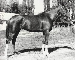 broodmare Novella 1966 ox (Arabian thoroughbred, 1966, from Lak 1960 ox)