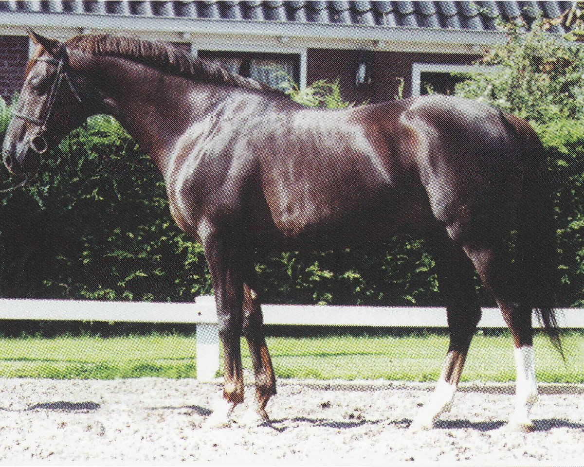 stallion Nougatin 1994 ox (Arabian purebred, 1994, from Dormane 1984 ox)