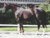 stallion Nougatin 1994 ox (Arabian thoroughbred, 1994, from Dormane 1984 ox)