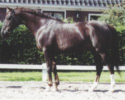 stallion Nougatin 1994 ox (Arabian thoroughbred, 1994, from Dormane 1984 ox)