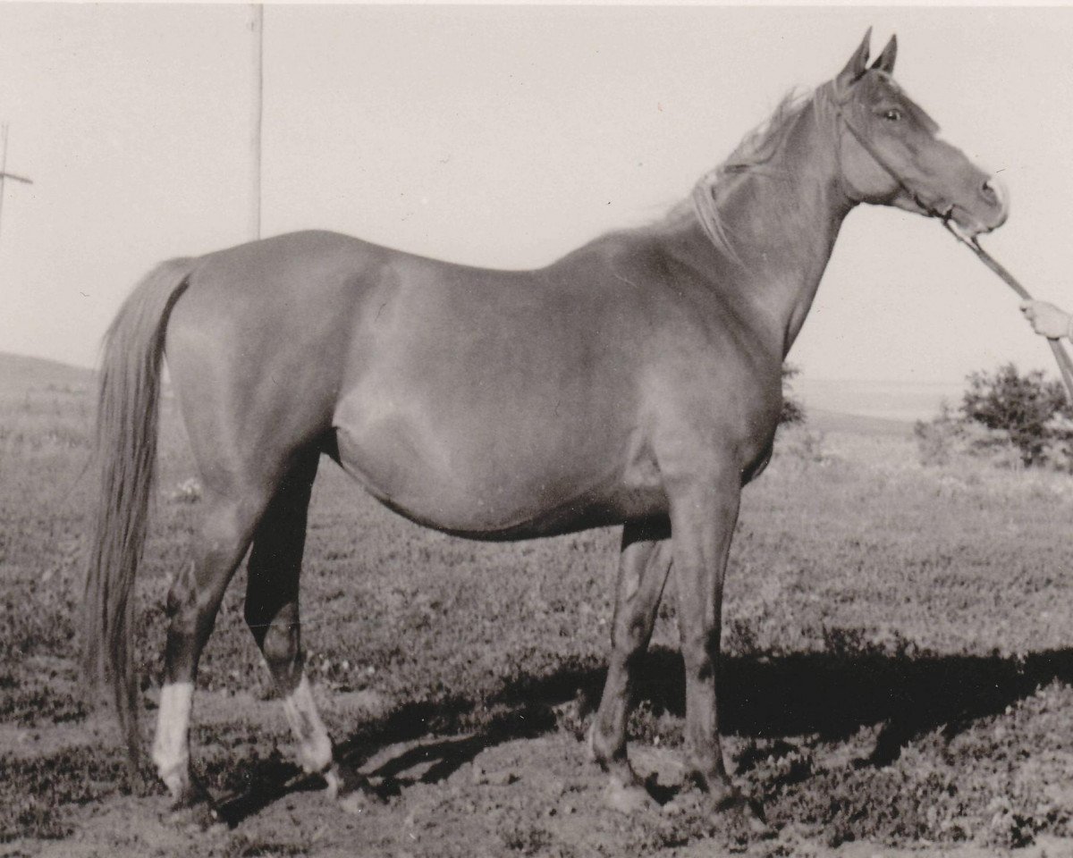broodmare Sonata ox (Arabian purebred, 1946, from Skrzyp ox)