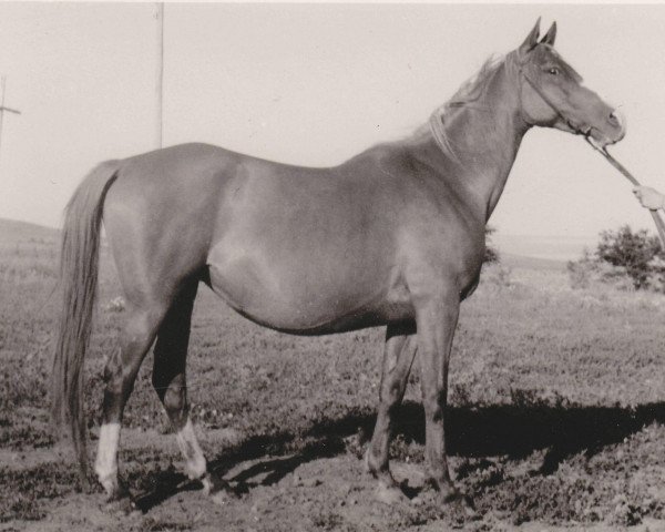broodmare Sonata ox (Arabian thoroughbred, 1946, from Skrzyp ox)