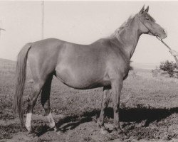 Zuchtstute Sonata ox (Vollblutaraber, 1946, von Skrzyp ox)