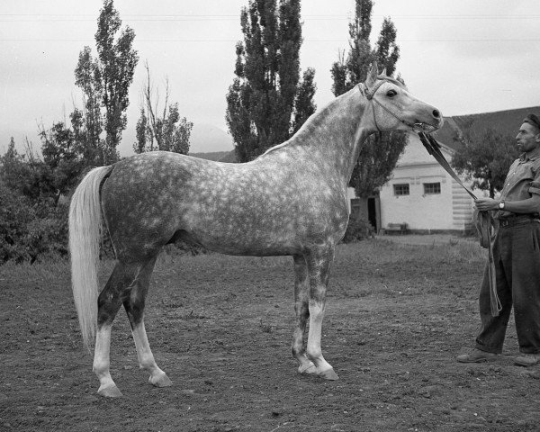 stallion Salon 1959 ox (Arabian thoroughbred, 1959, from Negatiw 1945 ox)
