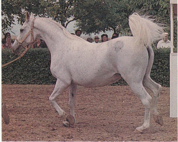 broodmare Malutka 1968 ox (Arabian thoroughbred, 1968, from Salon 1959 ox)