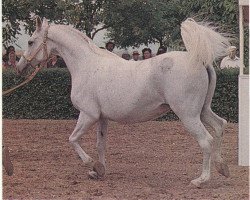 broodmare Malutka 1968 ox (Arabian thoroughbred, 1968, from Salon 1959 ox)