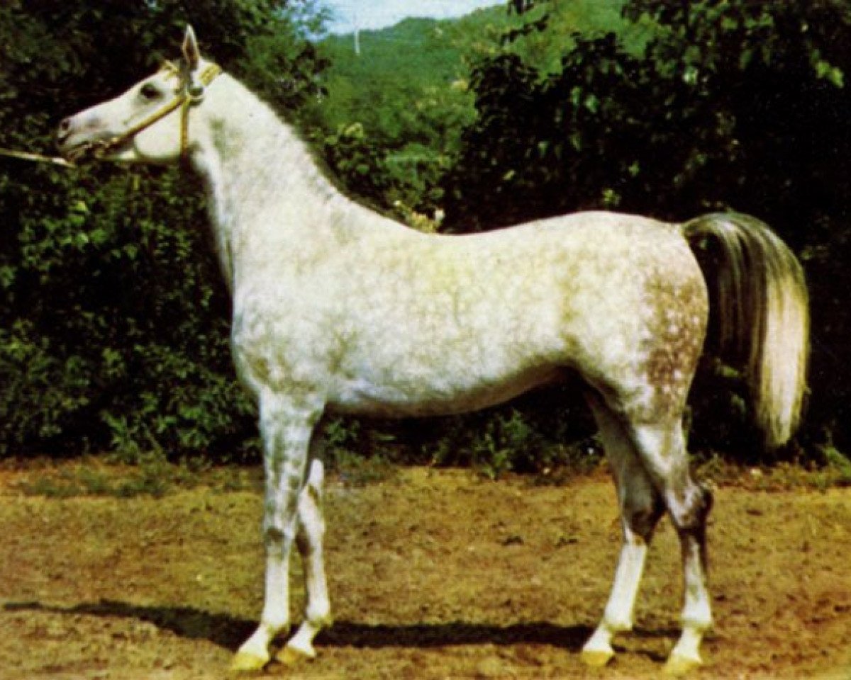 stallion Mashuk 1977 ox (Arabian purebred, 1977, from Aswan 1958 EAO)