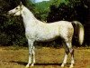 stallion Mashuk 1977 ox (Arabian thoroughbred, 1977, from Aswan 1958 EAO)