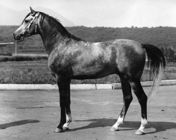 stallion Gips 1984 ox (Arabian thoroughbred, 1984, from Mashuk 1977 ox)