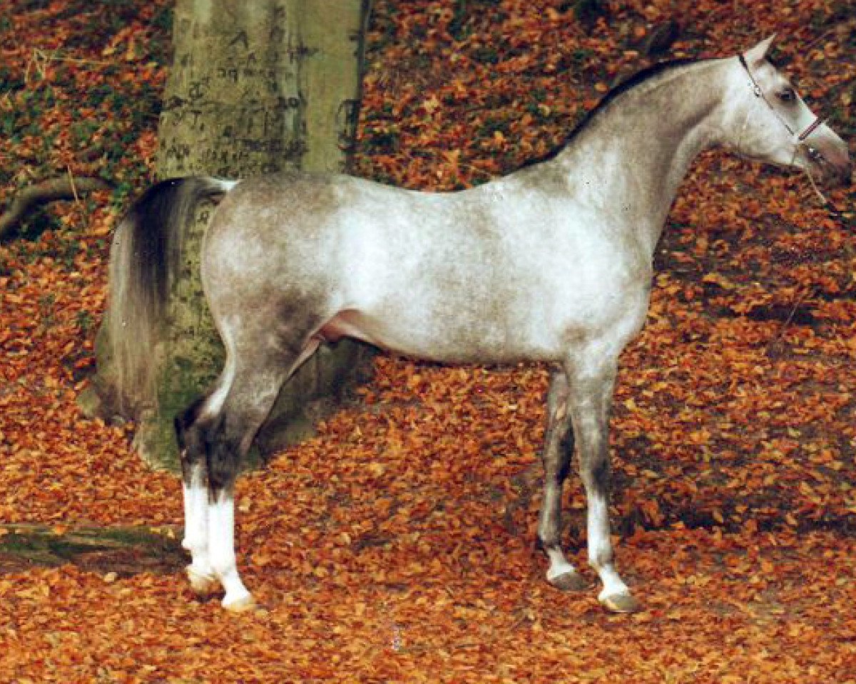 stallion Piligrim 1991 ox (Arabian purebred, 1991, from Gips 1984 ox)