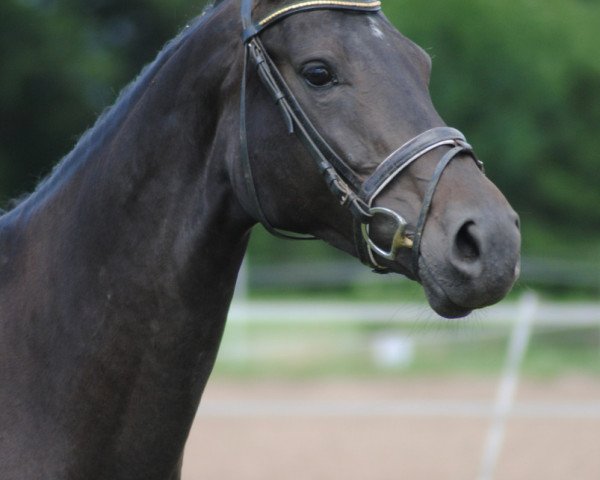 dressage horse Chocolate (Westphalian, 2006, from Charming 8)