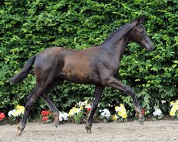 dressage horse Ilany (Westphalian, 2010, from Insterburg TSF)