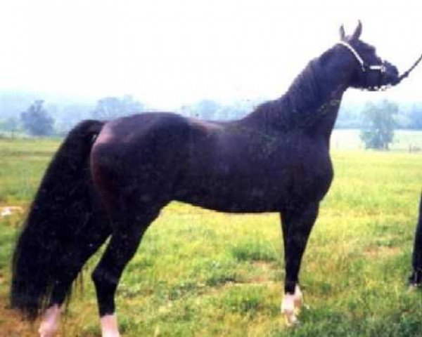 stallion NV Congo ox (Arabian thoroughbred, 1993, from Bey Shah ox)