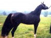 stallion NV Congo ox (Arabian thoroughbred, 1993, from Bey Shah ox)