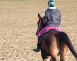 jumper Jola (German Riding Pony, 1994, from Night-Shadow)