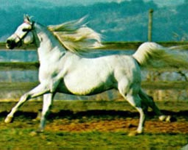 stallion Gdansk ox (Arabian thoroughbred, 1968, from Bask ox)