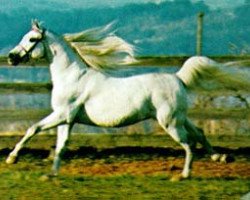 stallion Gdansk ox (Arabian thoroughbred, 1968, from Bask ox)