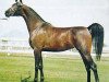 broodmare Bint Miss Fire ox (Arabian thoroughbred, 1976, from Gdansk ox)