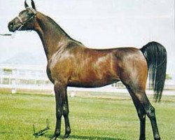 broodmare Bint Miss Fire ox (Arabian thoroughbred, 1976, from Gdansk ox)