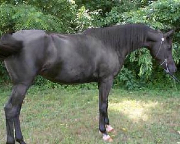 broodmare Basks Royal Tessa ox (Arabian thoroughbred, 1999, from Dar Hannibal ox)