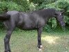 broodmare Basks Royal Tessa ox (Arabian thoroughbred, 1999, from Dar Hannibal ox)