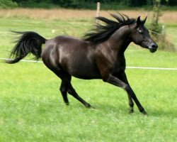 broodmare The Silhouette S ox (Arabian thoroughbred, 2006, from The Sabbath S ox)