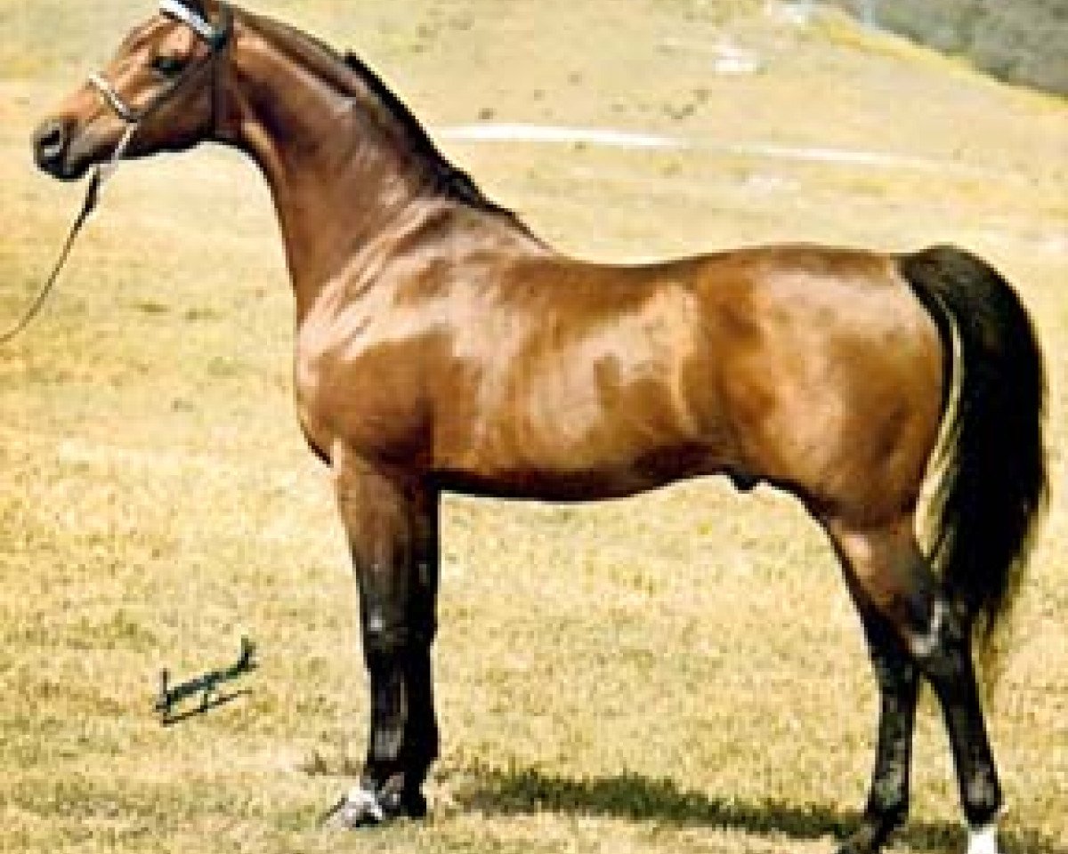 stallion Bay El Bey ox (Arabian purebred, 1969, from Bay-Abi ox)