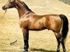 stallion Bay El Bey ox (Arabian thoroughbred, 1969, from Bay-Abi ox)