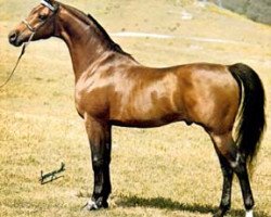 stallion Bay El Bey ox (Arabian thoroughbred, 1969, from Bay-Abi ox)