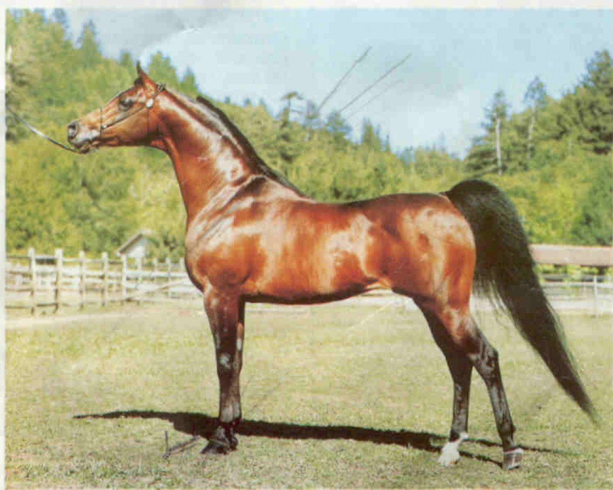 stallion Bey Shah ox (Arabian purebred, 1976, from Bay El Bey ox)