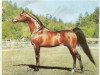 stallion Bey Shah ox (Arabian thoroughbred, 1976, from Bay El Bey ox)