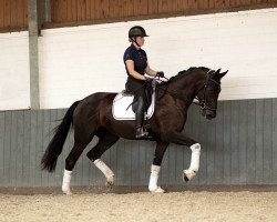 dressage horse Stella (Hanoverian, 2018, from Secret)