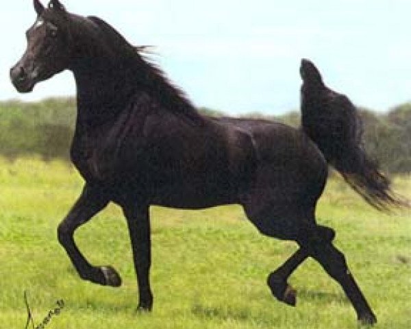 stallion NV Beau Bey ox (Arabian thoroughbred, 1993, from Bey Shah ox)
