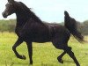 stallion NV Beau Bey ox (Arabian thoroughbred, 1993, from Bey Shah ox)