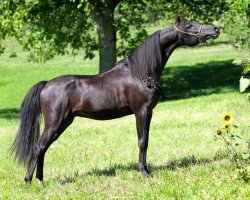 stallion Trojden Bey ox (Arabian thoroughbred, 2011, from NV Beau Bey ox)