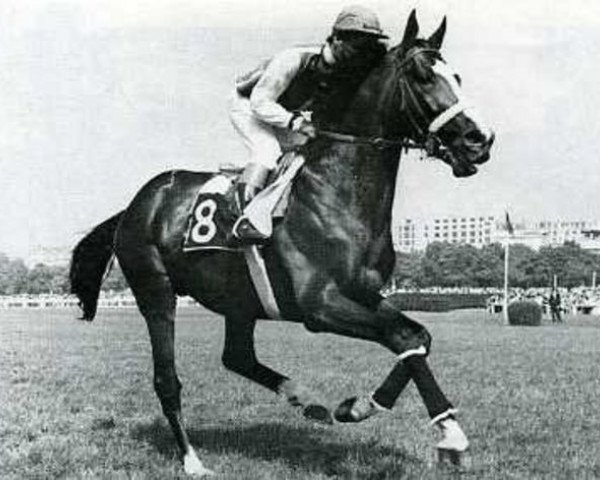 stallion Jouventur xx (Thoroughbred, 1965, from Novitur xx)