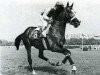 stallion Jouventur xx (Thoroughbred, 1965, from Novitur xx)