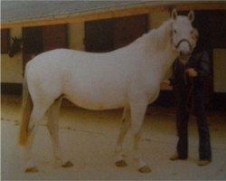 broodmare Aglaya (Hanoverian, 1962, from Agram)