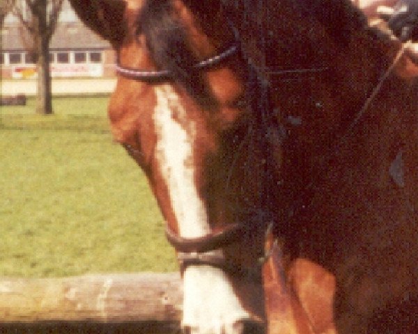 Pferd Alida 37 (Holsteiner, 1994, von Acord II)