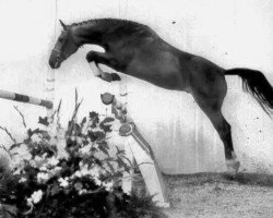 horse Lagunas (Holsteiner, 1985, from Lagos)