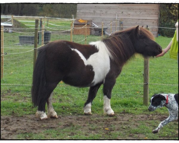 Zuchtstute Ve-da-na vom Kailbach (Shetland Pony, 2008, von Furi van de Vier Hoeven)