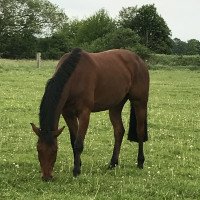 jumper As Di Calido M (Hanoverian, 2012, from As di Villagana)