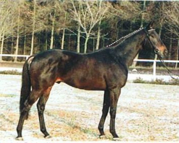 stallion Rubico xx (Thoroughbred, 1989, from Big Spruce xx)