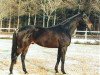 stallion Rubico xx (Thoroughbred, 1989, from Big Spruce xx)