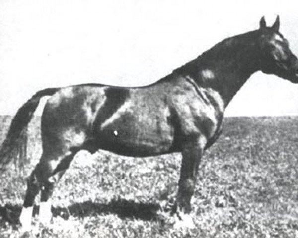 stallion Loretto (Holsteiner, 1932, from Lorbeer 2615)