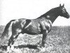 stallion Loretto (Holsteiner, 1932, from Lorbeer 2615)