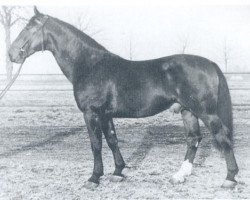 stallion Gaugraf (Holsteiner, 1944, from Logarithmus)