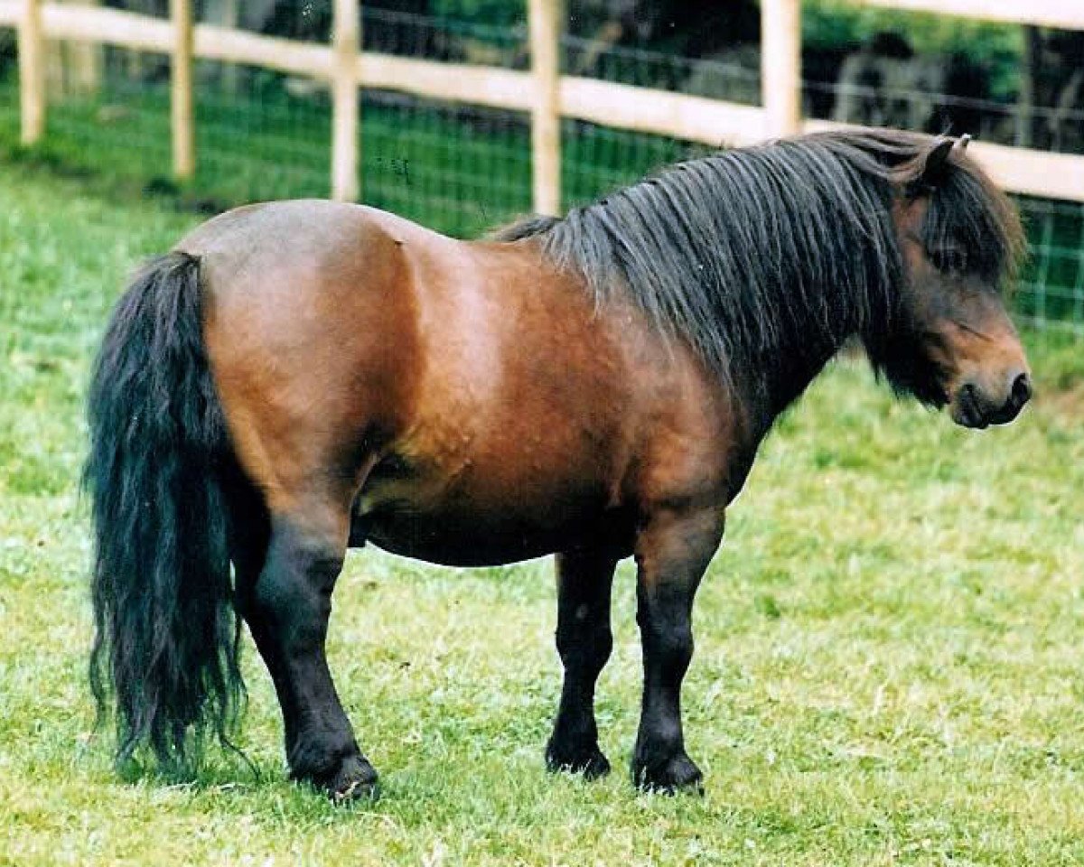 stallion Kerswell Nijinsky (Shetland pony (under 87 cm), 1977, from Ron of North Wells)