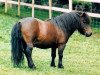 stallion Kerswell Nijinsky (Shetland pony (under 87 cm), 1977, from Ron of North Wells)